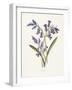 Hyacinth-Gwendolyn Babbitt-Framed Art Print