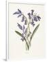 Hyacinth-Gwendolyn Babbitt-Framed Premium Giclee Print