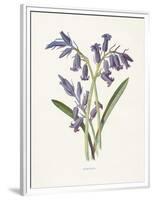 Hyacinth-Gwendolyn Babbitt-Framed Premium Giclee Print