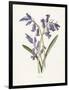 Hyacinth-Gwendolyn Babbitt-Framed Premium Giclee Print