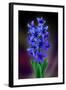 Hyacinth-Ikuko Kowada-Framed Giclee Print