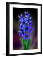 Hyacinth-Ikuko Kowada-Framed Giclee Print