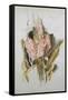 Hyacinth-Thomas Jones Barker-Framed Stretched Canvas