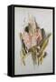 Hyacinth-Thomas Jones Barker-Framed Stretched Canvas