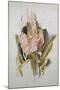 Hyacinth-Thomas Jones Barker-Mounted Giclee Print