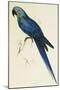 Hyacinthe Maccaw, Macrocercus Hyacinthanus, Illustration of the Family of Psittacidae, or Parrots-Edward Lear-Mounted Giclee Print
