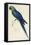 Hyacinthe Maccaw, Macrocercus Hyacinthanus, Illustration of the Family of Psittacidae, or Parrots-Edward Lear-Framed Stretched Canvas