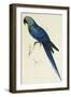 Hyacinthe Maccaw, Macrocercus Hyacinthanus, Illustration of the Family of Psittacidae, or Parrots-Edward Lear-Framed Giclee Print