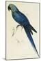 Hyacinthe Maccaw, Macrocercus Hyacinthanus, Illustration of the Family of Psittacidae, or Parrots-Edward Lear-Mounted Giclee Print