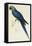 Hyacinthe Maccaw, Macrocercus Hyacinthanus, Illustration of the Family of Psittacidae, or Parrots-Edward Lear-Framed Stretched Canvas