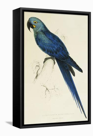 Hyacinthe Maccaw, Macrocercus Hyacinthanus, Illustration of the Family of Psittacidae, or Parrots-Edward Lear-Framed Stretched Canvas