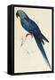 Hyacinthe Maccaw, Macrocercus Hyacinthanus, Illustration of the Family of Psittacidae, or Parrots-Edward Lear-Framed Stretched Canvas