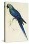 Hyacinthe Maccaw, Macrocercus Hyacinthanus, Illustration of the Family of Psittacidae, or Parrots-Edward Lear-Stretched Canvas