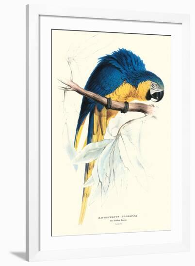 Hyacinthine Macaw - Hyacinthine Anodorhynchus Leari-Edward Lear-Framed Art Print