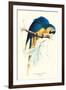 Hyacinthine Macaw - Hyacinthine Anodorhynchus Leari-Edward Lear-Framed Art Print