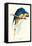 Hyacinthine Macaw - Hyacinthine Anodorhynchus Leari-Edward Lear-Framed Stretched Canvas