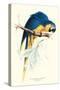 Hyacinthine Macaw - Hyacinthine Anodorhynchus Leari-Edward Lear-Stretched Canvas
