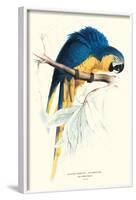 Hyacinthine Macaw - Hyacinthine Anodorhynchus Leari-Edward Lear-Framed Art Print