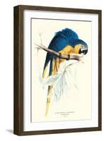 Hyacinthine Macaw - Hyacinthine Anodorhynchus Leari-Edward Lear-Framed Art Print