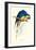 Hyacinthine Macaw - Hyacinthine Anodorhynchus Leari-Edward Lear-Framed Art Print