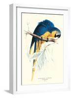 Hyacinthine Macaw - Hyacinthine Anodorhynchus Leari-Edward Lear-Framed Art Print