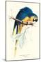 Hyacinthine Macaw - Hyacinthine Anodorhynchus Leari-Edward Lear-Mounted Art Print