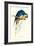 Hyacinthine Macaw - Hyacinthine Anodorhynchus Leari-Edward Lear-Framed Art Print