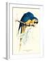 Hyacinthine Macaw - Hyacinthine Anodorhynchus Leari-Edward Lear-Framed Art Print