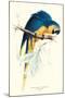 Hyacinthine Macaw - Hyacinthine Anodorhynchus Leari-Edward Lear-Mounted Art Print