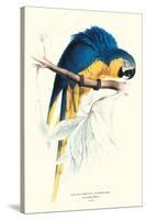 Hyacinthine Macaw - Hyacinthine Anodorhynchus Leari-Edward Lear-Stretched Canvas