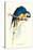 Hyacinthine Macaw - Hyacinthine Anodorhynchus Leari-Edward Lear-Stretched Canvas