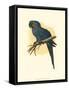 Hyacinthine Macaw-null-Framed Stretched Canvas