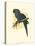 Hyacinthine Macaw-null-Stretched Canvas