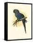 Hyacinthine Macaw-null-Framed Stretched Canvas