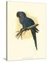 Hyacinthine Macaw-null-Stretched Canvas