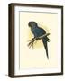 Hyacinthine Macaw-null-Framed Art Print