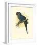 Hyacinthine Macaw-null-Framed Art Print