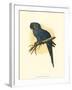 Hyacinthine Macaw-null-Framed Art Print