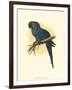 Hyacinthine Macaw-null-Framed Art Print