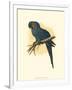 Hyacinthine Macaw-null-Framed Art Print