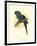 Hyacinthine Macaw-null-Framed Art Print