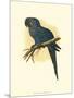 Hyacinthine Macaw-null-Mounted Art Print