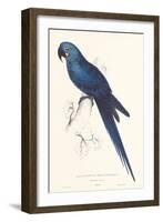 Hyacinthine Parakeet-Edward Lear-Framed Art Print