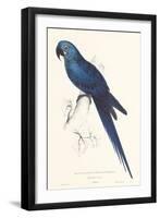 Hyacinthine Parakeet-Edward Lear-Framed Art Print