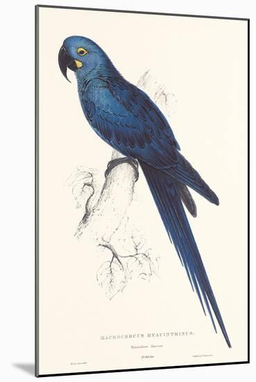 Hyacinthine Parakeet-Edward Lear-Mounted Art Print
