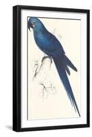 Hyacinthine Parakeet-Edward Lear-Framed Premium Giclee Print