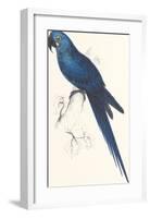 Hyacinthine Parakeet-Edward Lear-Framed Premium Giclee Print