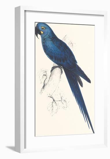 Hyacinthine Parakeet-Edward Lear-Framed Premium Giclee Print