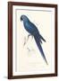 Hyacinthine Parakeet-Edward Lear-Framed Giclee Print