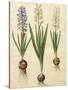 Hyacinthoides Orientalis from the Album Gottorfer Codex, c.1650-Hans Simon Holtzbecher-Stretched Canvas